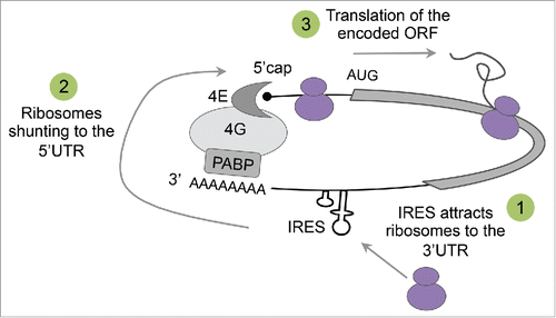 Figure 1. Hypothetical model for translation initiation from the 3′UTR of human transcript. mRNA is circularized as a result of interactions between the 50cap binding protein eIF4E, the scaffold protein eIF4G and the poly(A)-binding protein PABP. According to the proposed model, ribosomes are attracted to an IRES elements in the 30UTR of the circularized transcript (1), shunted to the 50 end (2), and initiate translation at the AUG of the encoded open reading frame (ORF) (3).