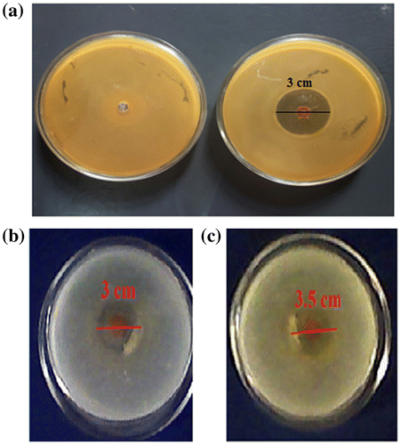 Figure 16. (a) Antibacterial activity of plain (AD-X-CAS) and drug loaded (AD-X-CAS)1190 films against model bacteria E. coli and anti-fungal activity of the drug-loaded sample (AD-X-CAS)1190 against (b) C. albicans, and (c) C. parapsilosis.