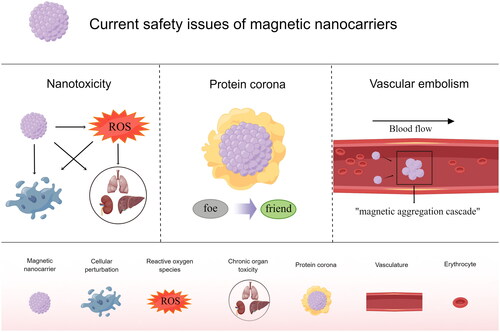 Figure 2. Current safety issues of magnetic nanocarriers (by Figdraw.).