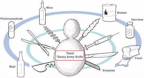 Figure 6. The budding yeast Saccharomyces cerevisiae is a multi-purpose single-celled fungus with GRAS (Generally Regarded As Safe) status. On the one hand, this “Swiss Army Knife” yeast is the best-studied eukaryotic experimental model organism in numerous research laboratories; and on the other hand, it is the fermentation industry’s “Black Belt” workhorse producing a broad range of fermented foods, beverages, biofuel, and pharmaceutical products.