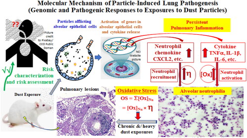 Figure 11. Molecular and genomic mechanism of pathogenesis. Dust lands on the alveolar epithelial cells and triggers the cells to up-regulate the proinflammatory genes to produce chiefly CXCL2 chemokine (cytokine-induced neutrophil chemoattractant 2 (CINC-2)) and TNFα, IL-1β, IL6 cytokines. CINC chemokine recruits neutrophils while TNFα and IL-1β activate neutrophils to produce oxidants, leading to alveolar neutrophilia. Neutrophilic oxidants damage the lung and DNA. Persistent neutrophilia in chronically and heavily dust exposed rodents (particular the rats) could result in lung lesions including fibrosis, hyperplasia, metaplasia, and even cancer. OS: oxidative stress. Total amount of neutrophilic oxidants: ∑[Ox]Nu = [Ox]Nu × η.