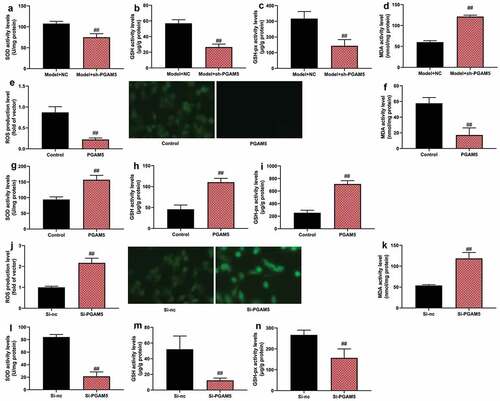 Figure 4. PGAM5 reduced ROS-induced oxidative stress in model of heart failure.