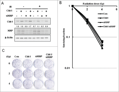 Figure 2. Enhancement of cellular radiation sensitivity by depletion of XIAP. (A) A549 cells were transfected with Chk1 construct and/or with SiRNAs against XIAP. Cells were treated with no IR or with 5 Gy of IR. Whole cell extracts were used to detect Chk1 and XIAP by protein gel blot analysis. β-actin was used as a loading control. The band intensity of Chk1 in each lane is normalized against that of the untreated control (lane 1). (B) Clonogenic cell survival was measured for the cells: untreated control (Con), Chk1-overexpressed cells by transient transfection (Chk1), XIAP-depleted cells by the corresponding SiRNA transfection (siXIAP), and Chk1-overexpressed cells with XIAP depletion (Chk1/siXIAP). Cell survival values were normalized to those of the unirradiated cells. (C) Colony formation of the cells, which were treated as in B, is shown.