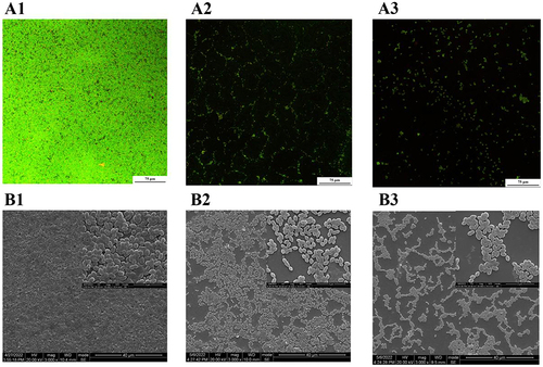 Figure 10 CLSM and SEM images of bacterial biofilms after BAI treatment.