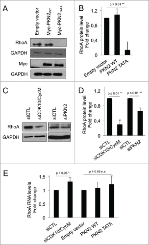 Figure 4. CDK10/CycM maintains RhoA stability through PKN2 phosphorylation (A-D) Western blot analysis (A, C) and quantification using imageJ (B, D) of endogenous RhoA protein levels in serum-starved hTERT-RPE1 cells: (A, B) without (empty vector) or with ectopic expressed of Myc-PKN2WT or Myc-PKN2TATA; or (C, D) without (siCTL) or with CDK10/CycM or PKN2 silencing (as described in the prior figure legends). RhoA protein levels were normalized on GAPDH protein levels. (E) Quantification of RhoA RNA levels in different conditions described above, using quantitative RT-PCR. RhoA RNA levels were normalized on GAPDH RNA levels. n.s. = not significant.