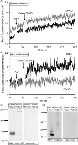Figure 1. TRPV1 is expressed in human but not mouse platelets. (A,B) Fura-2-loaded platelets from mice (A) or humans (B) were stimulated in the presence of 1 mM Ca2+, with either 100 µM capsaicin (Caps) or an equal volume of its vehicle DMSO. (C,D) Western blot analysis of whole cell lysates of mouse or human platelets (C) or whole cell lysates of mouse brain and platelets (D). Whole cell lysates were analyzed following sodium dodecylsulfate polyacrylamide gel electrophoresis (SDS-PAGE) by Western blotting using an anti-TRPV1 polyclonal antibody. In panels marked “No Primary”, the primary antibody was omitted to rule out non-specific binding of the secondary antibody. Positions of molecular mass markers (kDa) are shown on the left. These results are representative of 6 (C) or 3 (D) independent experiments.
