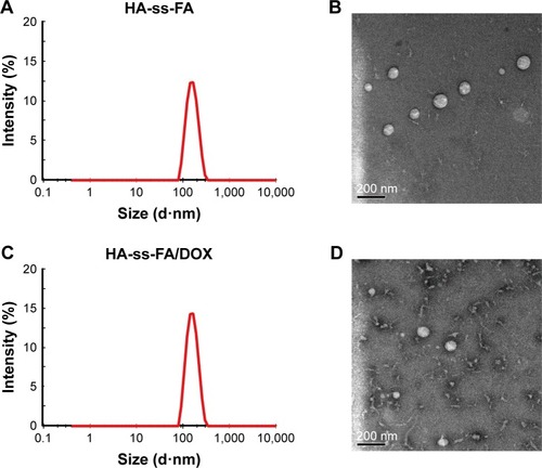 Figure 6 Size distribution and TEM micrograph of HA-ss-FA micelles.Notes: Size distribution of (A) HA-ss-FA micelles and (C) HA-ss-FA/DOX micelles by DLS. The concentration of HA-ss-FA conjugate was 6 mg/mL. TEM micrograph of (B) HA-ss-FA micelles and (D) HA-ss-FA/DOX micelles.Abbreviations: DLS, dynamic light scattering; DOX, doxorubicin; FA, folic acid; HA, hyaluronic acid; TEM, transmission electron microscopy.