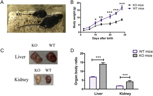 Figure 2. Phenotypic analysis of G6pc−/− mice. (A) Morphology of WT and G6pc−/− mice. (B) Postnatal development of WT and G6pc−/− mice. (C) Liver:body- weight ratio and kidney:body weight ratio in WT and G6pc−/− mice. N = 8. ***P < 0.001 compared to WT group.
