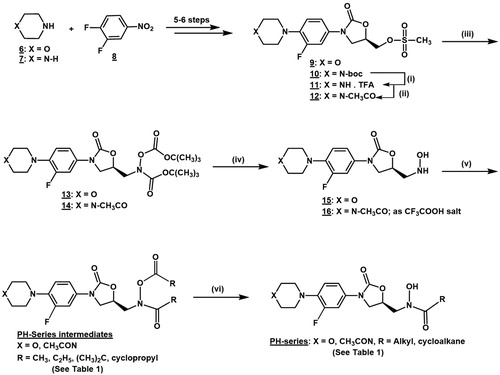 Scheme 1. Synthetic route for the oxazolidinone hydroxamic acid derivatives. (i) DCM/TFA/0 °C r.t.; (ii) DCM/TEA/acetic anhydride/0 °C r.t.; (iii) DMF/NaH/tert-Butyl-N-(tertbutoxycarbonyl)carbamate/0 °C r.t. or 0–60 °C.; (iv) DCM/TFA/0 °C r.t.; (v) DCM/TEA/RCOCl or (RCO)2O/0 °C r.t.; (vi) MeOH/THF/NaOH/0 °C.