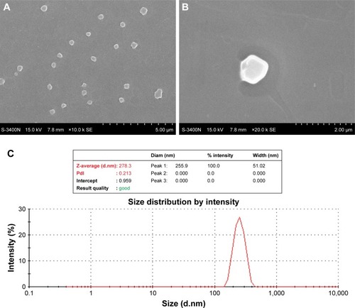 Figure 1 (A, B) SEM images of prepared PFH-C60 composite nanospheres at different magnifications; (C) hydrolyzed particle size distributions of PFH-C60 composite nanospheres based on DLS measurements.Abbreviations: SEM, scanning electron microscope; C60, fullerene; PFH, perfluorohexane; DLS, dynamic light scattering.