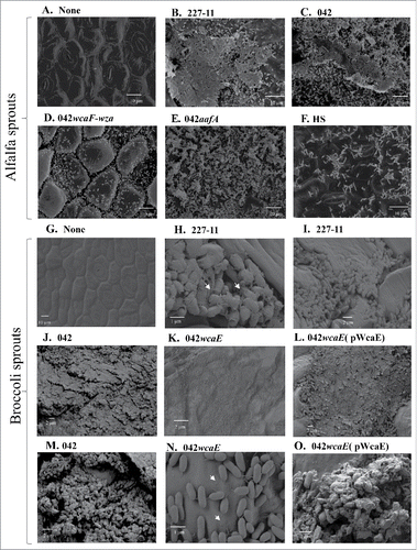 Figure 7. SEM of EAEC 042 derivatives. Alfalfa (Panels A to F) and broccoli (Panels D to L) sprouts sterilized with bleach were inoculated with 1 × 104 CFU of the EAEC strains and incubated a room temperature for 48 h. Uninfected sprouts are showed in panes A and G. The samples were examined by scanning electron microscopy at the AML-UVA. Samples were visualized at magnifications of 1500X (C, F, G, and K), 2000X (A, B, D and E), 5000X (J and L), 10,000X (I and M), 25,000 (O) and 30,000X (H and N).