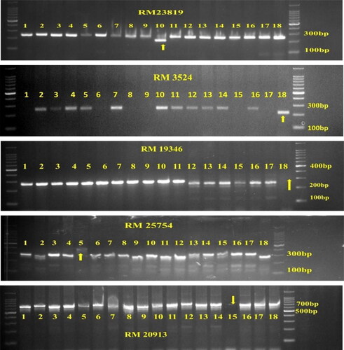 Figure 4. Amplification pattern of the rice varieties obtained using the SSR marker. RM 23819, RM 3524, RM 19346, RM25754 and 20913. Lane 1—JGL1798, Lane 2—JGL3855, Lane 3—JGL11470, Lane 4—JGL18047, Lane 5—JGL11118, Lane 6—JGL17004, Lane 7—JGL24423, Lane 8—KNM118, Lane 9—RNR15048, Lane 10—Tellahamsa, Lane 11—RNR2458, Lane 12—RNR2465, Lane 13—WGL44, Lane 14-Ramapa, Lane 15—WGL32100, Lane 16—BPT5204, Lane 17—MTU1010, Lane 18—KPS2874.The unique alleles amplified by the varieties are indicated by arrow.