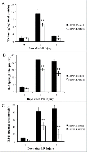 FIGURE 3. Knocking down LRRC19 suppresses proinflammatory cytokines production during I/R injury. ELISA analysis of A) TNFα, B) IL-6 and C) IL-1β at the wound site during I/R injury at the indicated time points. The wound area was topically applied with 100 pmol of either LRRC19 siRNA or control siRNA immediately after 1st ischemia delivery, followed by day 0, 1 after I/R injury induced. The end of 2nd ischemia was assigned day 0. The data are presented as the mean ± SD (n = 4). *p < 0.05, **p < 0.01, significantly different from control group measured on the same day.