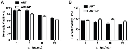 Figure 4 In vitro viability of cells in the presence of ART and mPEG-PCL-ART-NPs for 1, 5, 10 and 20 μg/mL, respectively. (A) Hela cells and (B) Hair cells.