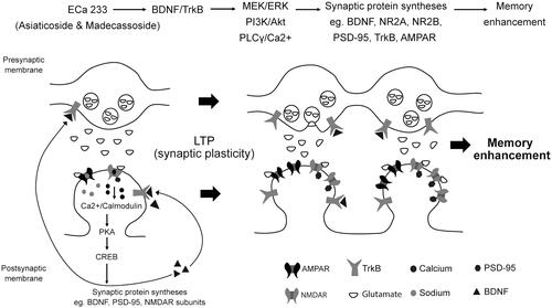 Figure 5. Schematic representation of the possible mechanisms of ECa 233 on synaptic plasticity. Low doses of ECa 233 via the main effects of asiaticoside and madecassoside might activate the MAPK/ERK, PI3K/AKT, and PLCγ pathways, leading to many protein syntheses, including BDNF, NMDAR subunits (NR2A and NR2B), AMPAR, PSD-95, TrkA, TrkB, and synapsin I. Moreover, ECa 233 might promote the phosphorylation activity of p-CaMKII, p-PKACβ, and p-CREB. Then, BDNF binds to TrkB at both pre- and postsynaptic membranes. These bindings trigger three signalling cascades (PLCγ/Ca2+, PI3K/Akt, and MEK/ERK) mediating synaptic transmission (glutamate release elevation), LTP, and neurite outgrowth. The enhanced expression of plasticity-related proteins mediates the enhancement of synaptic plasticity, which is exhibited as the hippocampal LTP. Finally, all cellular changes that are part of the basic mechanism of learning and memory might be expressed as memory enhancement.