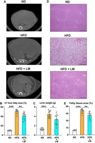 Figure 5 Inhibition of liver steatosis in mice receiving limonite supplement compared to control mice. Mice received a high-fat diet (HFD, n=8), a high-fat diet with limonite supplement (HFD+LM, n=8), or a normal diet (ND, n=8). (A) Computed tomography of the liver was performed in each mouse group as described under Materials and Methods. (B) Quantification of the adipose tissue area was performed using the WinRoof image processing software. (C) Measurement of liver weight in each mouse group after euthanasia by an overdose of anesthesia. (D) Hematoxylin & eosin staining of liver tissue in each group. Scale bars indicate 100 µm. (E) Quantification of the adipose areas using the WinRoof image processing software. Data are the means ± S.D. Statistical analysis was performed by one-way ANOVA with Tukey’s test. *p<0.05, **p<0.01, ***p<0.001.