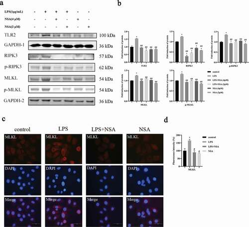 Figure 2. NSA inhibited the expression of necroptosis associated genes as well as TLR2. HIOECs were stimulated with P. gingivalis LPS at 1 µg/mL for 24 h. NSA at 2 or 4 µM was applied for 2 h before LPS stimulation. a, b. Western blots of TLR2 and necroptosis-associated proteins and bar graphs of relative fold changes of Western blots. c, d. NSA at 4 µM was applied for 2 h before LPS stimulation, then HIOECs were stimulated with P. gingivalis LPS at 1 µg/mL for 48 h. Expression of MLKL in red fluorescence and bar graphs of relative fold changes of MLKL. Scale bars, 50 µm. *, Significant difference compared to the control group. #, Significant difference compared to the LPS group. *, P < 0.05. #, P < 0.05. ##, P < 0.01.