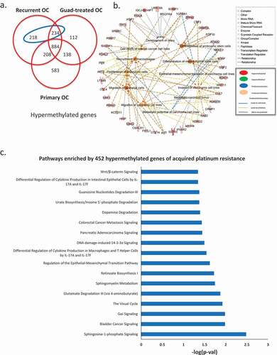 Figure 2. Methylomic changes during acquired platinum resistance. (a) Venn diagram shows unique and common hypermethylated genes in all three ovarian tumour groups, in the blue ellipse, 452 genes identified hypermethylated during acquired platinum resistance (hypermethylated in recurrent but not in primary OC). (b) Gene ontology analysis of the 452 genes hypermethylated in recurrent OC, different shapes on the out layer are genes from 452 gene list, whereas the ones in the middle are different gene ontology terms enriched by those genes from the outer layer. (c) Pathways enriched by 452 hypermethylated genes during acquired platinum resistance