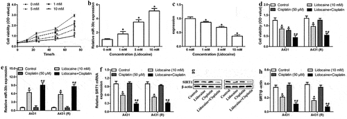 Figure 5. Combined treatment with lidocaine and cisplatin significantly reduces proliferation and chemoresistance in cutaneous squamous cell carcinoma cells. (a) Viability of A431 cells treated with increasing lidocaine concentrations for 12, 24, 48, and 72 h. (b,c) Relative expression of miR-30c and SIRT1 mRNA in A431 cells treated with increasing lidocaine concentrations for 48 h, as determined by quantitative real-time polymerase chain reaction. (d) Cell viability, (e) relative miR-30c expression, (f) relative SIRT1 mRNA expression and (g-h) SIRT1 protein in A431 and A431-R cells treated for 48 h with 10 mM lidocaine, 50 μM cisplatin, or their combination. *P < 0.05, compared to 0 mM lidocaine; #P < 0.05, compared to 10 mM lidocaine or 50 μM cisplatin. A431-R, cisplatin-resistant A431 cells; OD, optical density; SIRT1, Sirtuin 1.