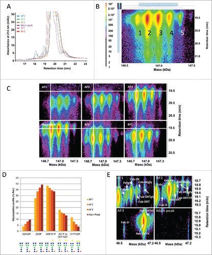 Figure 2. Characterization of the CEX fractions by LC-UV/ESI-MS as intact. (A) Overlay of the reversed phase (RP)-UV chromatograms for the main peak, acidic (AF) and basic (BF) fractions at 214 nm. (B) Time-resolved deconvolution of the main RP peak for the CEX main peak. The horizontal axis displays the deconvoluted mass in kiloDalton (kDa) and the vertical axis the retention time in minutes (min). MS peak intensity is color-coded as shown on the left bar. Five major MS peaks are labeled as 1: G0F/G0, 2: G0F/G0F, 3: G0F/G1F, 4: G0F/G2F or G1F/G1F, 5: G1F/G2F. (C) Comparison of CEX fractions by time-resolved deconvolution, with the white cross positioned on the predominant G0F/G0F form. A shift in retention time and glycosylation relative abundance is observed for acidic fractions. Lower mass species are detected in basic fractions. (D) Glycosylation profile indicating the relative abundance (%) of glycosylations in acidic fractions and the main peak. The relative distribution was calculated for the glycoforms G0/G0F, G0F/G0F, G0F/G1F, 2G1F or G0F/G2F, and G1F/G2F. Larger glycosylations are enriched in acidic fractions. Maximum experimental variation: ± 0.2% (coefficient of variation < 3%). (E) Time-resolved deconvolution of the reversed phase early-eluting MS peaks in acidic fractions in comparison with the main peak. Fab fragment was identified in AF1. Fab-DK and Fab-DKT were enriched in AF2. Fab-DKTH was enriched in AF3 while none of these fragments were found in the main peak.