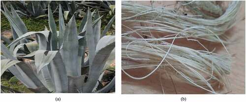 Figure 1. (A) A. americana plant (b) extracted fibers.