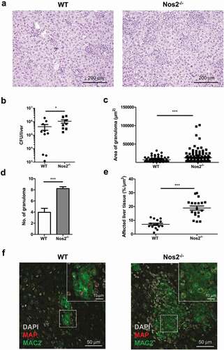 Figure 5. NOS2 contributes to the control of MAP infection in mice.