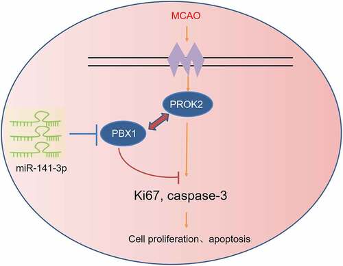 Figure 8. The schematic diagram depicts the regulatory mechanism of miR-141-3p in MCAO.