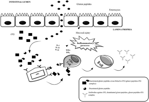 Figure 2. Antigen presentation, inflammatory process and antibody production in celiac disease. Gluten peptides, after crossing the intestinal epithelium, reach lamina propria where they are deamidated by the enzyme tissue-transglutaminase (tTG) and are presented by HLA-DQ2 or HLA-DQ8-positive antigen-presenting cells (APC) to CD4 + T cells. CD4 + T cells activate both an inflammatory process leading to small bowel mucosal injury (TH1 reaction), and stimulate B cells to produce antibodies against tTG, deaminated gluten peptides, gluten peptides-tTG complex (TH2 reaction).