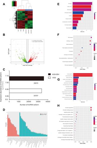 Figure 3 Distinct expression profile of lncRNA in AGS-EBV. (A) Hierarchical clustering analysis and the heat map demonstrate the different levels of lncRNA expression between AGS-EBV and AGS. The colour scale of the strips runs from green (low relative expression) through black (medium relative expression) to red (high relative expression). (B) Volcano plot displaying the differentially expressed lncRNA. The vertical green lines refer to a 1.5-fold (log2 scaled) up-regulation and down-regulation, respectively. The horizontal green line corresponds to a P-value of 0.05 (−log10 scaled). The red points in the plot represent up-regulated mRNAs with statistical significance, while the down-regulated lncRNAs are shown in green. (C) Expression profile of lncRNA isoform. (D) The top 50 enrichment scores in gene ontology (GO) enrichment analysis of dysregulated lncRNA. Red bars represent cell component terms. Green bars represent molecular function terms. (E–H) Top 15 classes of KEGG and Reactome pathway enrichment terms, respectively. The larger the rich factor the greater the enrichment.