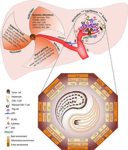 Figure 2 Diagram showing the rationale for NAT in HCC. The occurrence and development of HCC are driven by intrinsic and extrinsic factors. The intrinsic factors include genomic alterations, epigenetic modifications, and abnormal regulation of cell signaling pathways. For these factors, targeted agents, adeno-associated virus-driven gene editing, DNA methyltransferases, and histone deacetylases are being investigated in a NAT setting for HCC. The extrinsic factors primarily comprise interactions between the tumor immune microenvironment and cancer cells. Progression involves three stages. During the elimination stage, tumor neoantigens elicit an immune response that eliminates most malignant cells. During the equilibrium stage, tumor cells with neoantigens that are incapable of inducing an immune response or that have acquired the ability to evade the immune system survive and proliferate. During the escape stage, tumor cells escape immunosurveillance and lead to the development of an immunosuppressed environment. For the target site of the immune cells, an increasing number of agents, such as those that target PD-1/PD-L1, cytotoxic T-lymphocyte antigen 4 (CTLA-4), TGF-β, and TIM-3, have been explored as NATs for HCC.