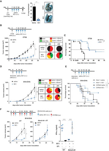 Figure 2. SC1 treatment of mice with established tumors mediates efficient pDC- and IFNα-dependent tumor rejection and survival benefit.BALB/c or C57BL/6 mice were injected with tumor cells. When tumors reached sizes of 20–50 mm3 mice were treated i.v. with SC1 or with vehicle (saline) every 5 d. (a) Macroscopic spontaneous lung metastasis count in BALB/c mice (n = 7 per group) on d 24 after orthotopic 4T1 cell injection. Data representative of two independent experiments. (b) Tumor growth in BALB/c mice (n = 16/group) injected s.c. with CT26 cells. Pie charts show the proportion of mice displaying the indicated tumor stage at d 28 and 38 after CT26 inoculation. Tumor-free (TF), dead mice and mice bearing different size of tumors are indicated. (c) Survival of CT26-tumor-bearing mice. Data representative of more than three independent experiments. (d) Tumor growth in C57BL/6 mice (n = 10) injected s.c. with B16-OVA cells. Pie charts show the proportion of mice displaying the indicated tumor stage at d 14 and 24 after tumor inoculation. (e) Survival of C57BL/6 and Ifnar1−/- mice (n = 7–10) injected with B16-OVA cells. (f) Tumor growth in C57BL/6 WT (n = 8, left) and Bdca2-dtr mice (n = 6, center) injected s.c. with B16-OVA cells and i.p. with DT. IFNα levels in the sera of mice 1 h after the first i.v. injection with SC1 or vehicle (saline) was measured by ELISA (right). Data shown as mean ± s.e.m.of the indicated experimental numbers, p*<0.05, p**<0.01, p***<0.001, p****<0.0001 using Mann–Whitney test (A, B, D, and F, left) or one-way ANOVA-test (F, right) or Log-rank (Mantel-Cox) test (c,e).