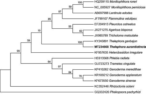 Figure 1. Phylogenetic relationship of Thelephora aurantiotincta and sixteen related species based on mitochondrial genome sequences. The phylogenetic tree was constructed using maximum-likelihood method based on the protein-coding genes, with Phakopsora pachyrhizi as the outgroup. The branch support was determined by computing 1000 non-parametric bootstrap replicates.