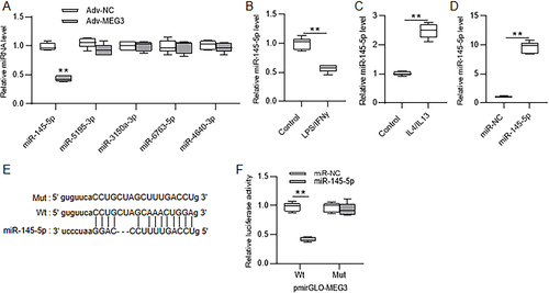 Figure 6 LncRNA MEG3 binds with miR-145-5p. (A) Evaluation of the mRNA levels of five candidate downstream miRNAs of MEG3 in Huh7 cells transfected with Adv-NC or Adv-MEG3 by RT-qPCR. (B and C) Detection of miR-145-5p expression level in LPS/IFNγ-induced M1-type and IL4/IL13-induced M2-type BMDMs by RT-qPCR. (D) Examination of miR-145-5p expression in Huh7 cells transfected with miR-NC or miR-145-5p by RT-qPCR. (E) The binding site of miR-145-5p on MEG3 shown at ENCORI database (https://starbase.sysu.edu.cn/). (F) Huh7 cells were cotransfected with pmirGLO vectors carrying wild-type or mutant binding site of MEG3 and miR-NC or miR-145-5p mimics. The luciferase activities of vectors were measured after 48 h. **p < 0.01.