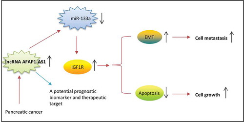 Figure 7. Schematic diagrams showing that AFAP1-AS1 is upregulated in PC tissues and cell lines, and AFAP1-AS1 acts as an oncogene by sponging miR-133a, functionally releasing IGF1R mRNA transcripts targeted by miR-133a, and activating the downstream AKT/ERK signaling pathways.