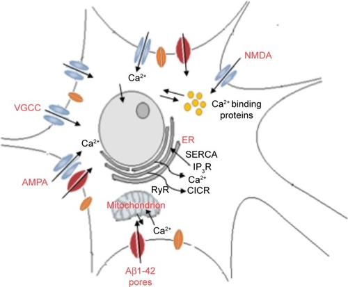 Figure 2 Calcium is a key regulatory molecule for internal neuronal signaling.Note: Calcium internal cellular levels are increased through AβO-activated influx and moderated in part by internal stores.Abbreviations: VGCC, voltage-gated Ca2+ channel; NMDA, N-methyl-D-aspartate; AMPA, α-amino-3-hydroxy-5-methyl-isoxazolepropionic acid; ER, endoplastic reticulum; AβO, amyloid beta oligomer; RyR, ryanodine receptor; CICR, calcium induced calcium release; SERCA, sarco-endoplasmic reticulum calcium ATPase; IP3R, inositol 1,4,5-triphosphate receptor.