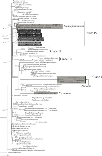 Fig. 24. Maximum-likelihood tree inferred from SSU rDNA sequences. RAxML bootstrap values (ML) over 50 and Bayesian posterior probabilities (PP) over 0.50 are shown at the nodes (ML/PP). Clades I–IV are labelled and marked with vertical lines on the right. The species highlighted by grey boxes are those hitherto assigned to Protoperidinium subgenus Archaeperidinium. The scale bar represents inferred evolutionary distance in changes site–1. DNA sequences generated in this study are indicated in black boxes.