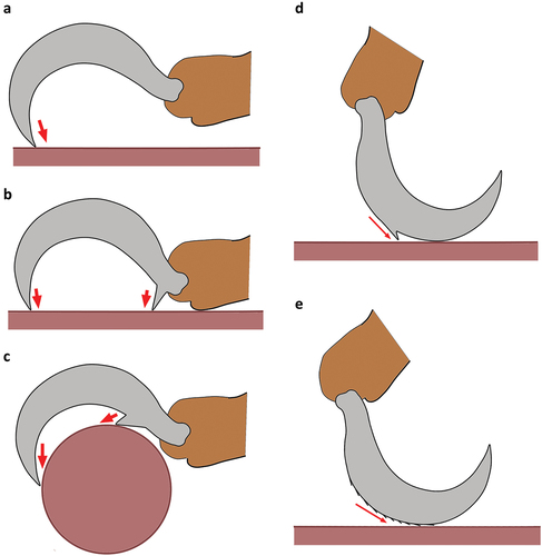 Figure 4. Basic function of claws and possible operation of additional claw structures. (a) Claw tip used for a simple “hook” movement. (b) Additional basoventral tooth allowing a two-point fixation. (c) Proximoventral tooth allowing two-point fixation on uneven or rounded surfaces. (d) Dorsal tooth prevents slipping when mite walks on dorsal edge of claw. (e) Barbed or serrated dorsal aspect increases friction when mite walks on dorsal edge of claw.