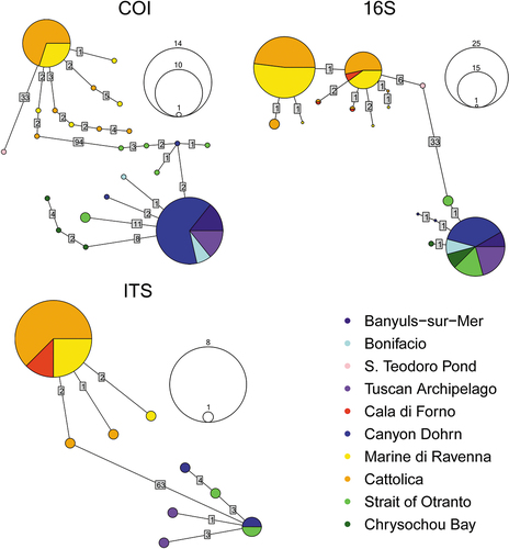 Figure 4. Statistical parsimony haplotype networks of COI, 16S and ITS markers in the A. assimilis complex. In the networks, each haplotype is represented by a circle. The size of the circle corresponds to the number of individuals displaying that haplotype. The haplotype scales are drawn on the right of the haplotype networks. Numbers on links between haplotypes indicate the number of mutational steps separating them. Haplotypes are colored according to the origin of individuals.