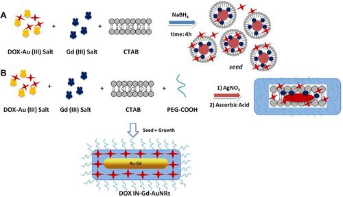 Scheme 2 Chematic representation of seed mediated synthesis of DOX-IN-Gd-AuNRs.