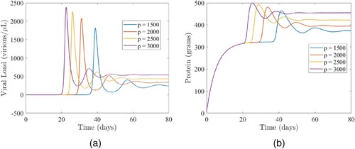 Figure 3. The impact of the viral production rate (p) on (a) the viral load and (b) total protein. (a) Simulations of the model (Equation1(1) dTdτ=rη−ρ(η)TV−dT,dTidτ=ρ(η)TV−δTi−ψ(η)TiZ,dVdτ=pTi−cV−μVηV,dZdτ=λzη+bTiZ−μzZ,dηdτ=λη−μηη+γηηV.(1) ) depicting the impact of the viral production rate (p) on the viral load. The other parameters used for the simulations are presented in Table 2. (b) Simulations of the model (Equation1(1) dTdτ=rη−ρ(η)TV−dT,dTidτ=ρ(η)TV−δTi−ψ(η)TiZ,dVdτ=pTi−cV−μVηV,dZdτ=λzη+bTiZ−μzZ,dηdτ=λη−μηη+γηηV.(1) ) depicting the impact of the viral production rate (p) on total protein. The other parameters used for the simulations are presented in Table 2.