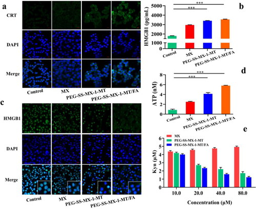 Figure 6. (a) CRT efflux detected by immunofluorescent. (b) HMGB1 secretion detected by ELISA test kit. (c) HMGB1 secretion detected by immunofluorescent. (d) ATP release detected by test kit. (e) IDO inhibition of PEG-SS-MX-1-MT/FA. ***p < 0.0001.