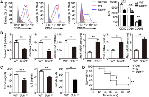 Figure 2 UCHL1 deficiency in macrophage inhibited M1 polarization in vivo. (A–C) WT and Uchl1−/− mice were stimulated with LPS (2ug/kg) for indicated times. (A) Representative expression of CD80, CD86 and CD206 from Peritoneal macrophages after 48 hours. (B) TNF-a, IL6, iNOS, Arg1, Ym1 and Fizz1 mRNA expression from Peritoneal macrophages after 48 hours stimulation were assessed using qPCR analysis (C) TNF-α, IL-6 and IL-10 secretion in the serums was measured by ELISA after 48 hours. (D) Survival curve of WT and Uchl1−/− mice (6 weeks) stimulated with LPS (10ug/kg) for indicated times. Data shown are the mean ± SD. * P < 0.05, ** P < 0.01, *** P < 0.001. Values in (A–C) were compared using Student’s t-test. Data are summary of three independent experiments.