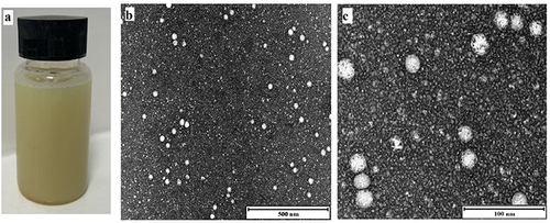 Figure 3 (a) Illustration of Tinospora smilacina water extract and Calophyllum inophyllum seed oil nanoemulsion (CTNE), (b and c) transmission electron microscopy of droplets in the CTNE. Scale bar (b) 500 nm and (c) 100 nm.