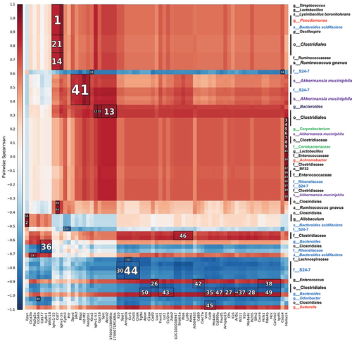 Figure 4. Heatmap of Spearman´s rank correlation coefficients. Bacterial abundances from the 4 experimental groups that were not treated with antibiotic and genes modified by the level of MCJ in colon macrophages upon intestinal inflammation (DSS+) were used. To find associations hierarchical all against all association (HAIIA) was performed. A. muciniphila correlates with Jak2 and R. gnavus with Cst7. The numbers indicate the highest correlation between bacteria and gene expression, having number 1 the highest correlation. Red color illustrates positive correlation and blue negative. In the x axis each column shows a different gene and in the y axis each row shows different bacterial species; Firmicutes (black font), Proteobacteria (red), bacteroidetes (blue), actinobacteria (green) and Verrucomicrobia (purple).