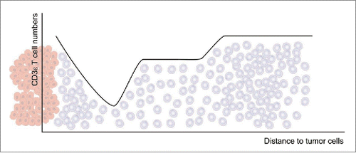 Figure 9. Overview of the observed T cell densities (gray cells) in relation to the distance to the tumor epithelium (red cells).