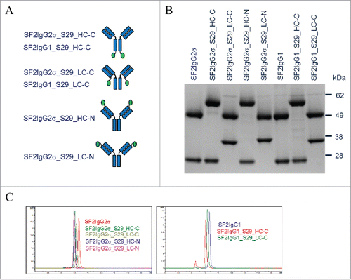 Figure 1. Generation of SF2 mAbtyrins. (A) Cartoon diagrams illustrating mAbtyrins employed in this study in which the S29 centyrins (green oval ball) were attached at the C-termini of heavy chains (SF2IgG2σ_S29_HC-C and SF2IgG1_S29_HC-C), C-termini of light chains (SF2IgG2σ_S29_LC-C and SF2IgG1_S29_LC-C), N-termini of heavy chains (SF2IgG2σ_S29_HC-N), or N-termini of light chains (SF2IgG2σ_S29_LC-N) of SF2 antibody. (B) Protein band image of antibodies and mAbtyrins resolved by SDS-PAGE (4–12% gel) under reduced condition. (C) SEC profiles of SF2 antibodies and mAbtyrins. The y axes are Absorbance at 280 nm (mAU) and the x axes are retention times (min).