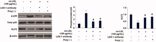 Figure 9. Blockage of LOX-1 abolished the ox-LDL-induced activation of p53 and reduction of KLF2 in HUVECs. Cells were treated with ox-LDL (100 µg/mL) with or without LOX-1 neutralizing antibody (LOX-1 Ab) and LOX-1 inhibitor Poly(I) for 24 h. The levels of p-p53, total p53, and KLF2 were measured (*, p < .01 vs. vehicle group; #, p < .01 vs. ox-LDL treatment group).