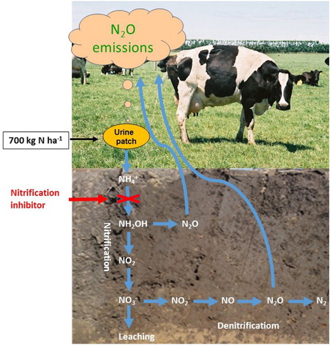 Figure 1. Simplified diagram showing animal urine-N as the main source for N2O emissions and leaching losses in a grazed grassland, and the point of intervention by a nitrification inhibitor (from Di & Cameron Citation2016).