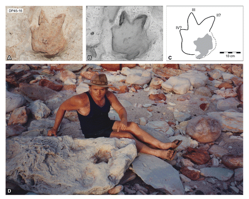 FIGURE 52. cf. Luluichnus, from the Yanijarri–Lurujarri section of the Dampier Peninsula, Western Australia. Possible pedal impression, UQL-DP45-16, preserved ex situ as A, photograph; B, 3D image with ambient occlusion; and C, schematic interpretation. D, Paul Foulkes alongside UQL-DP45-16 ca. 1990 (Paul Foulkes Collection, courtesy K. Foulkes). See Figure 19 for legend.