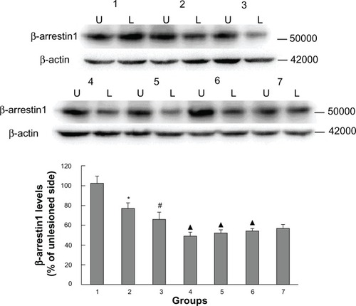 Figure 4 Western blotting results confirmed the effect of administration of Tianqi antitremor granules on β-arrestin1 expression in dyskinetic rats.